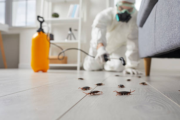 Affordable Termite Control solutions in Fort Oglethorpe, GA